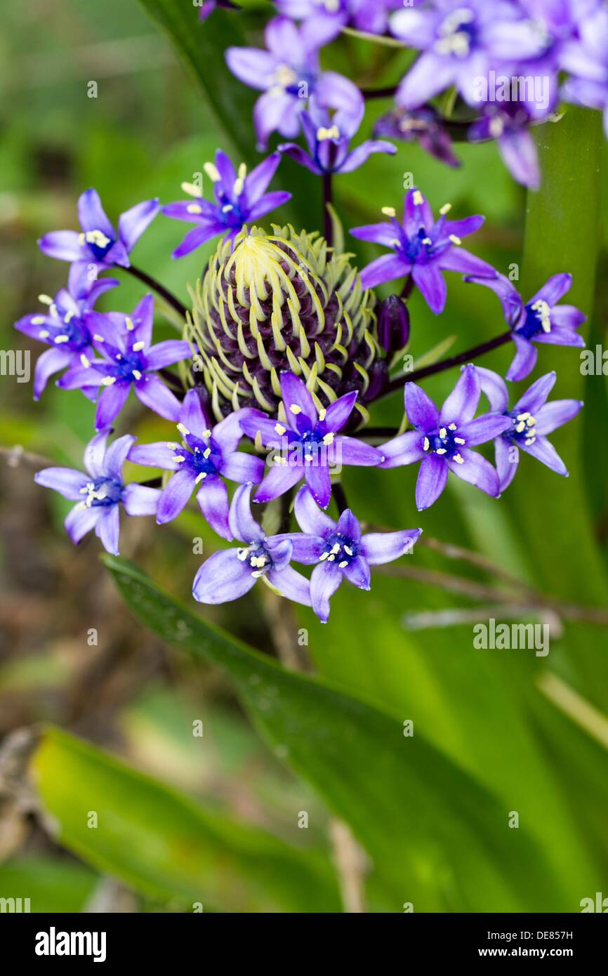 Scilla Peruviana Oncostema Peruviana Hyacinth Of Peru South Of 