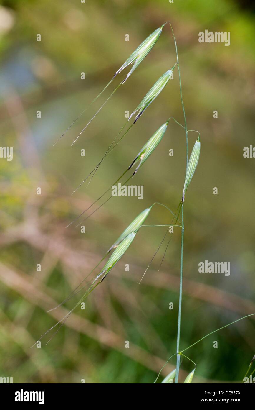 Wildoat, wild oats Avena fatua, South of France Stock Photo Alamy