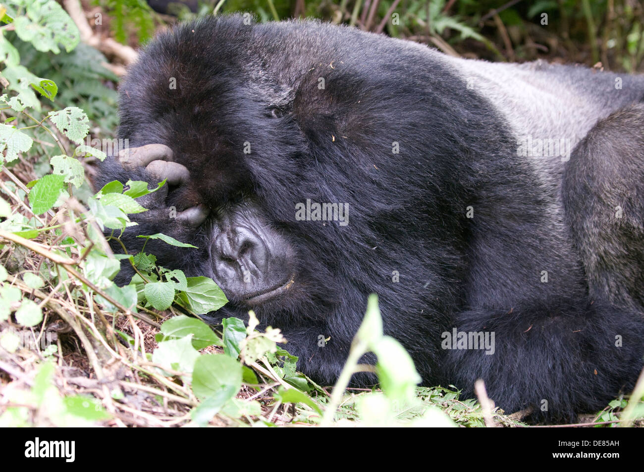 Silverback Gorilla morning siesta alpha male Virunga volcanic rain ...