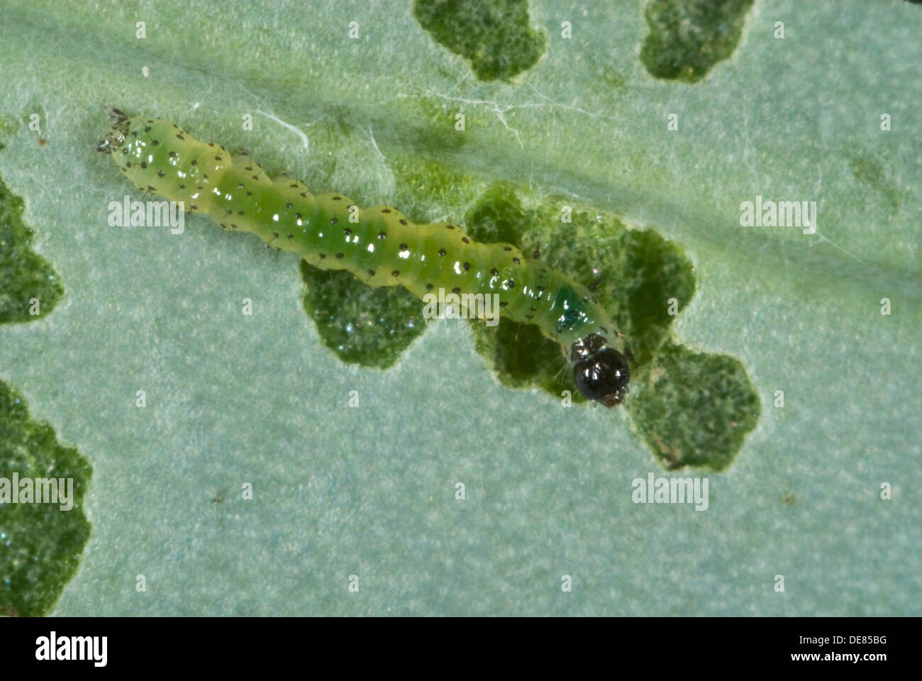 small white butterfly, Pieris rapae, neonate caterpillar feeding on a cabbage leaf Stock Photo