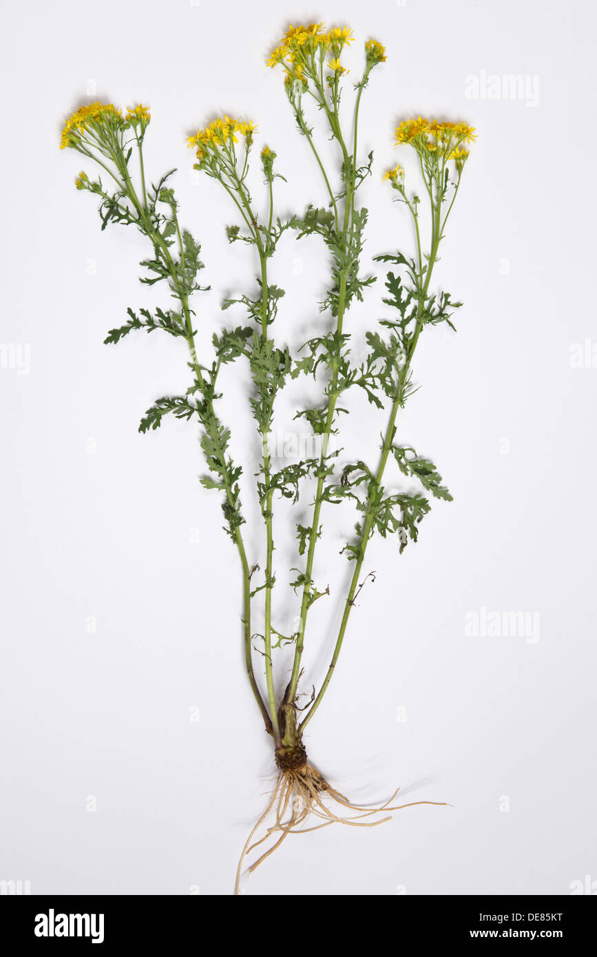 A ragwort plant, Jacobaea vulgaris, flowering weed pulled up or rogued to prevent spread Stock Photo