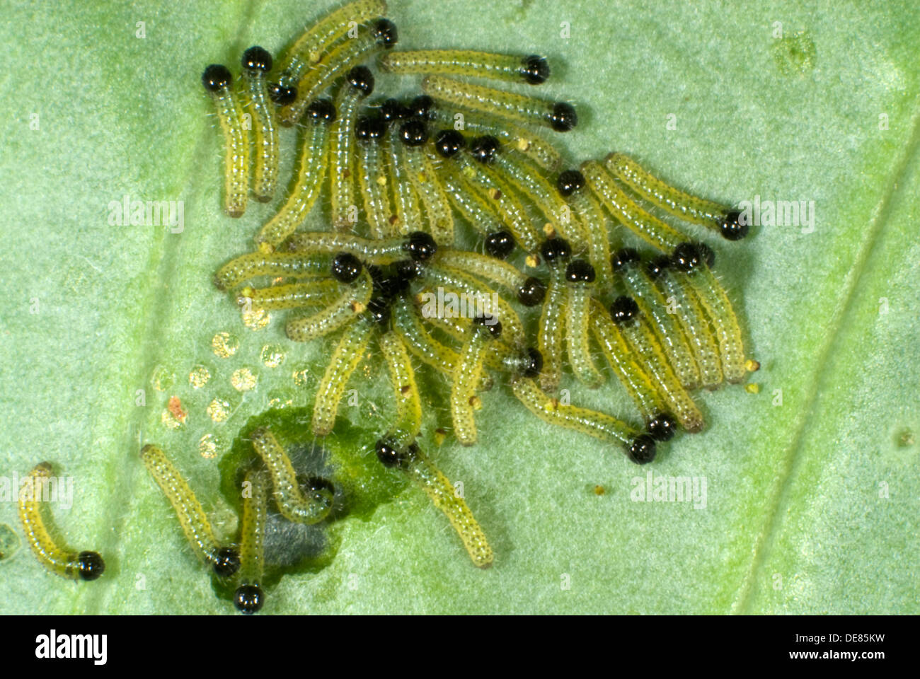large or cabbage white butterfly, Pieris brassicae, neonate caterpillars feeding on a cabbage leaf Stock Photo