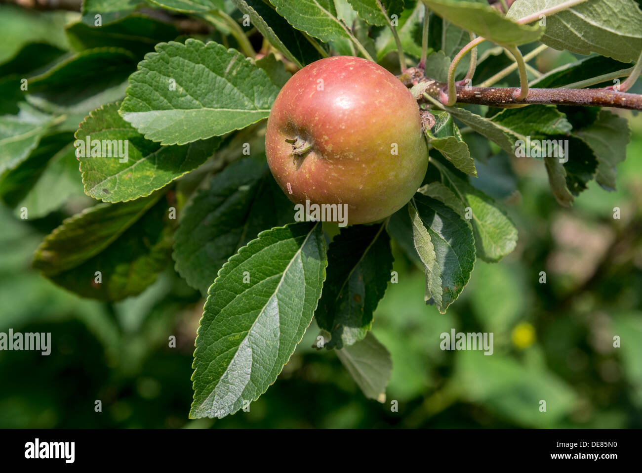 An apple on the tree. Stock Photo