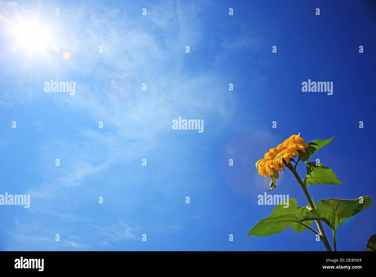 Sunflower face to the sun Stock Photo Alamy
