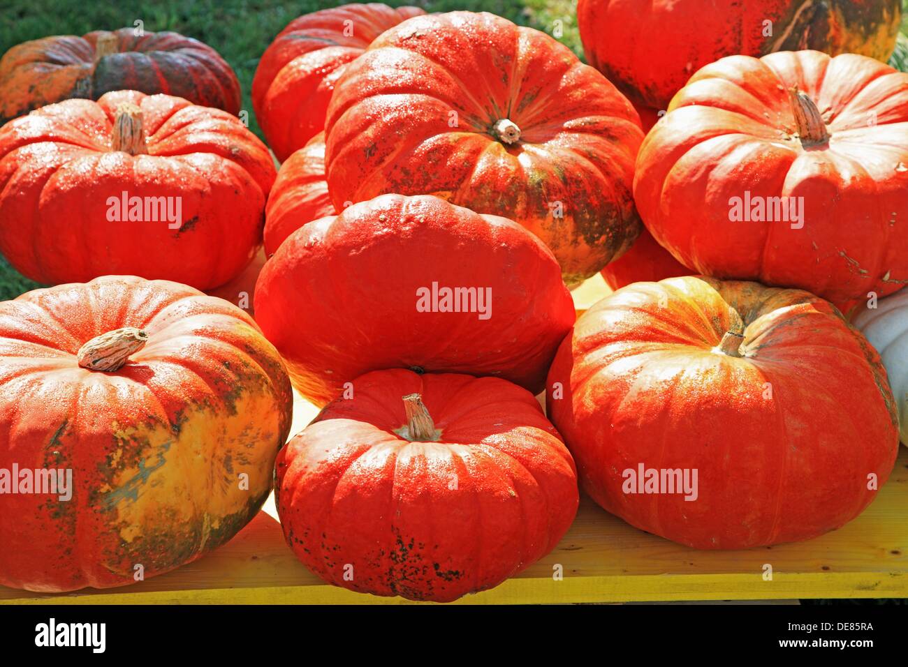 Switzerland, Canton Baselland, Allschwil, pumpkin field Stock Photo