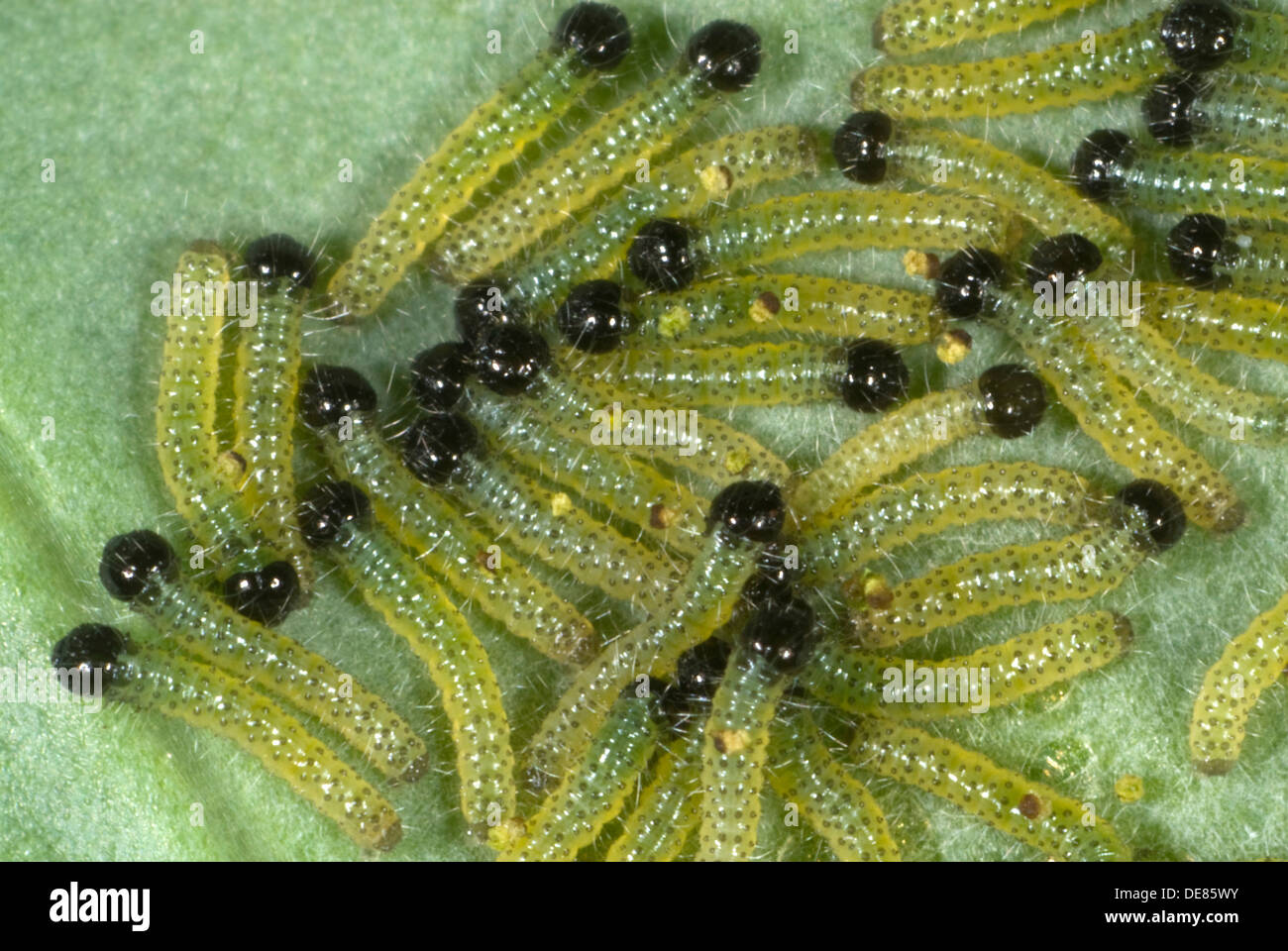 large or cabbage white butterfly, Pieris brassicae, neonate caterpillars feeding on a cabbage leaf Stock Photo