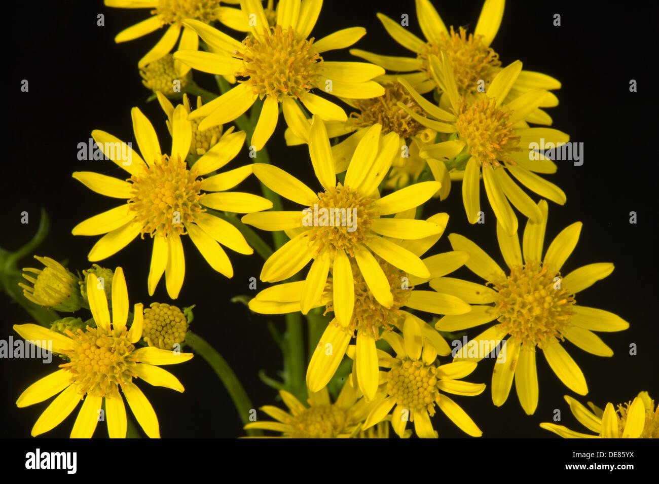Ragwort, Jacobaea vulgaris, flowers Stock Photo