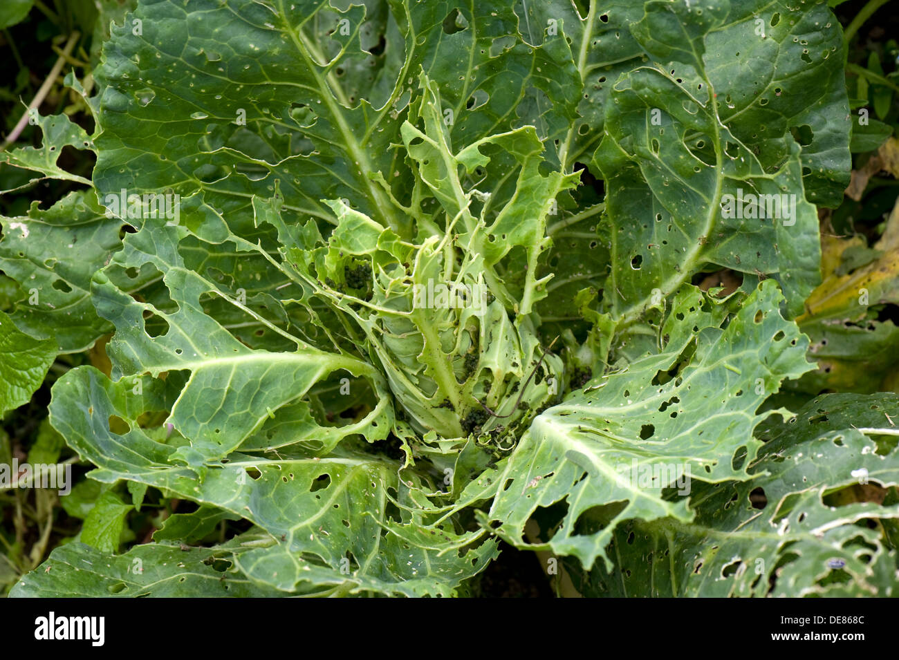 Cabbage white butterfly, Pieris brassicae & rapae, caterpillar damage to pointed cabbage plant leaves Stock Photo