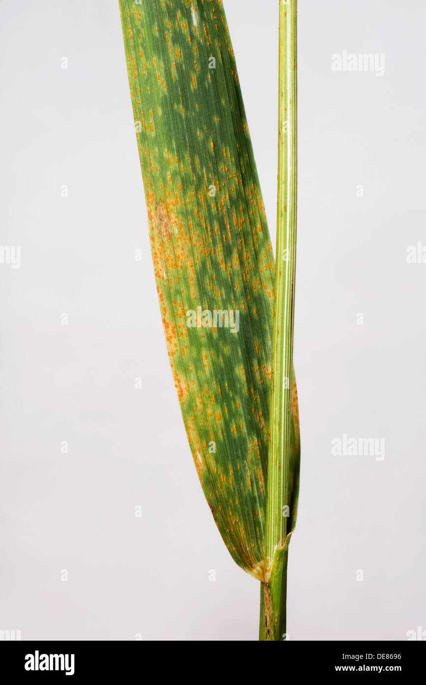 Oat crown rust, Puccinia coronata, on oats flag leaf Stock Photo