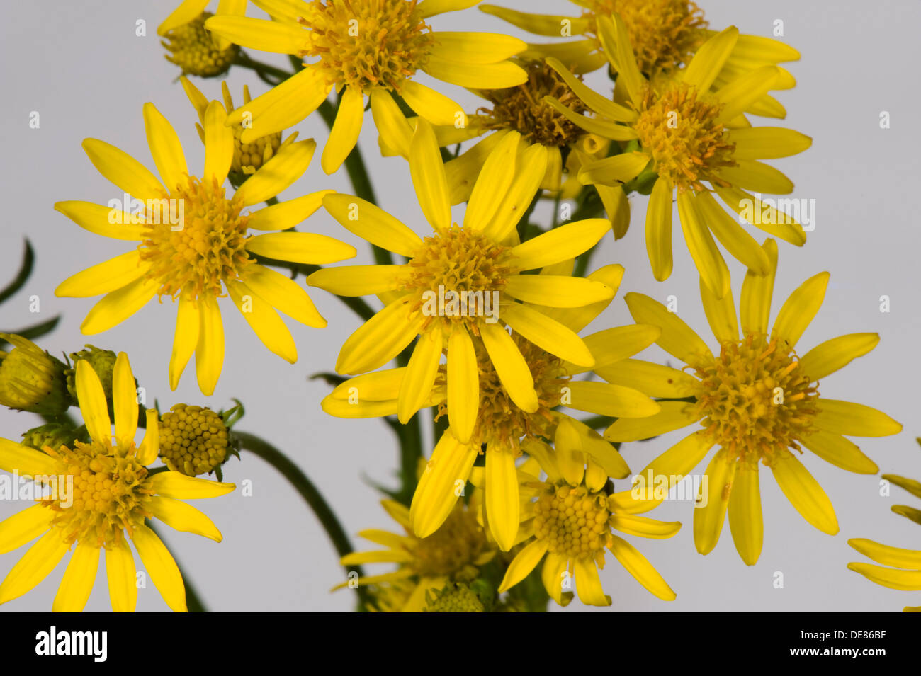 Ragwort, Jacobaea vulgaris, flowers Stock Photo