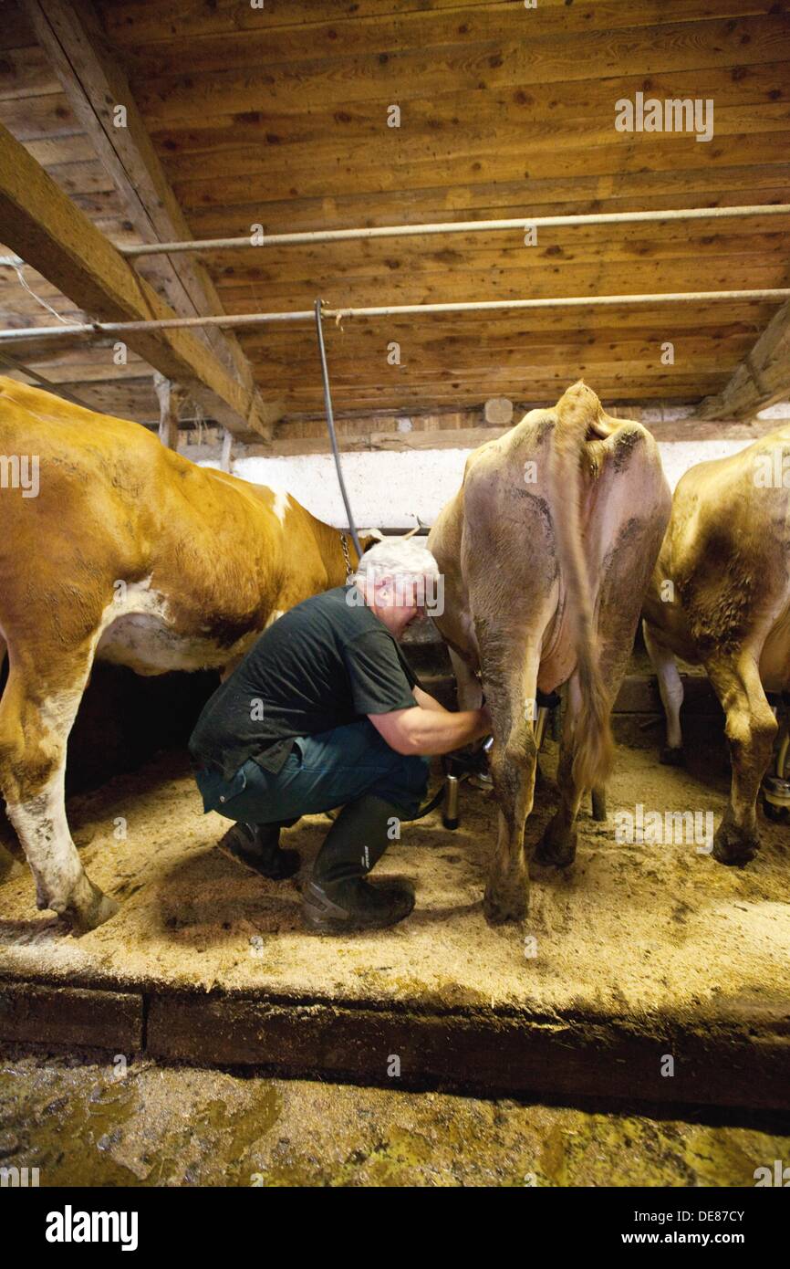 Plastic Covered Dairy Cow Barns In Europe - Zion Star