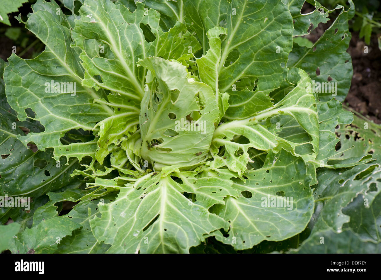 Cabbage White Butterfly Pieris Brassicae Rapae Caterpillar Damage 