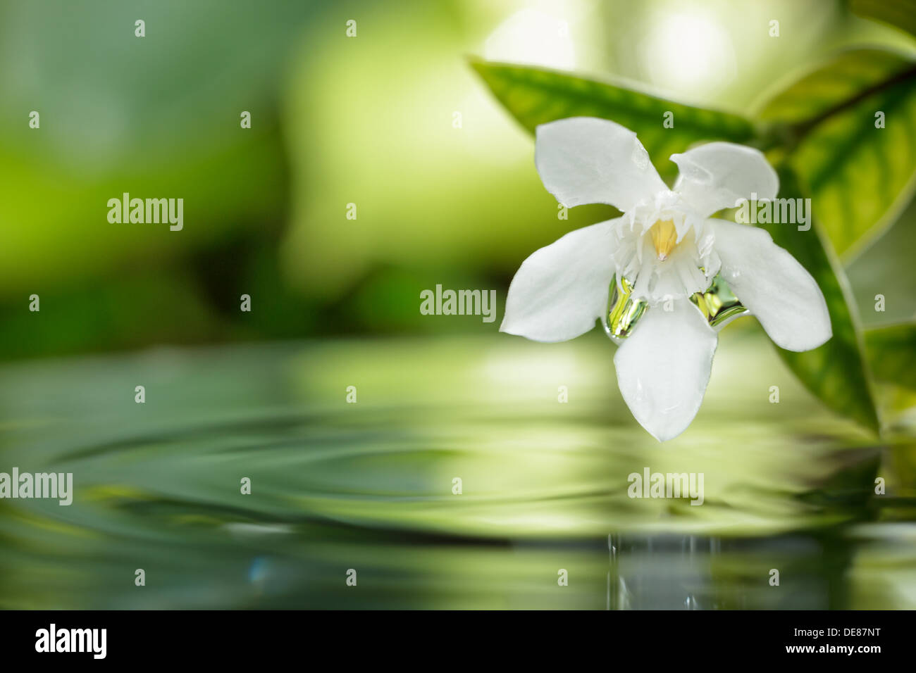 closeup white flower floating on water with droplet in garden. Stock Photo