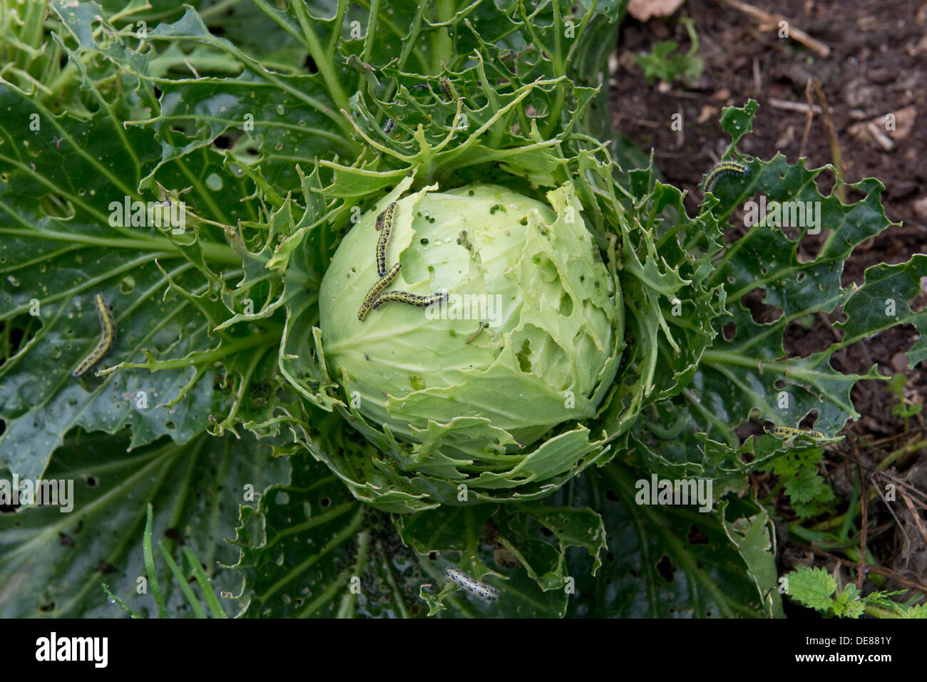 Cabbage white butterfly, Pieris brassicae, caterpillar damage to pointed cabbage plant leaves Stock Photo