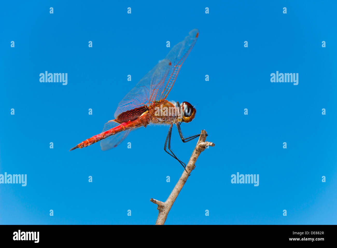 Side view of a Red Dragonfly perched on a branch against a blue sky background Stock Photo