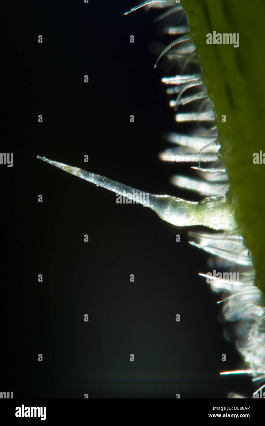 Stinging Nettle, stinging-nettle, stinging hairs, trichomes, Brennhaar, Brennhaare, Große Brennnessel, Brennessel, Urtica dioica Stock Photo