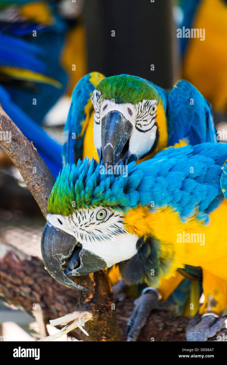 Two Blue and Yellow Macaws Cleaning Each Other's Feathers Stock Photo ... - Self Cleaning Macaw Bird Habitat