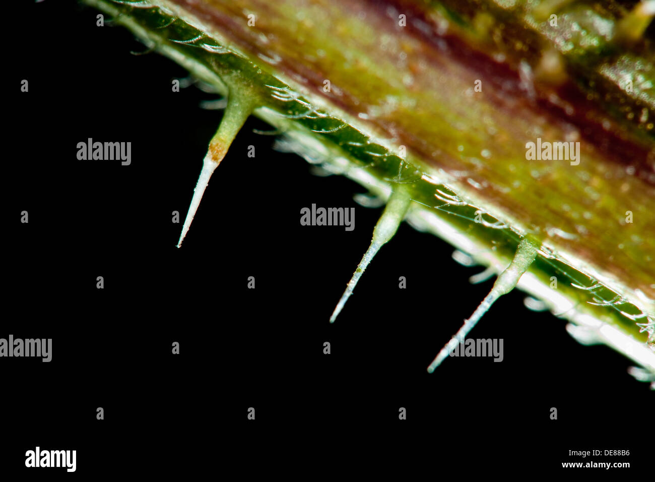 Stinging Nettle, stinging-nettle, stinging hairs, trichomes, Brennhaar, Brennhaare, Große Brennnessel, Brennessel, Urtica dioica Stock Photo