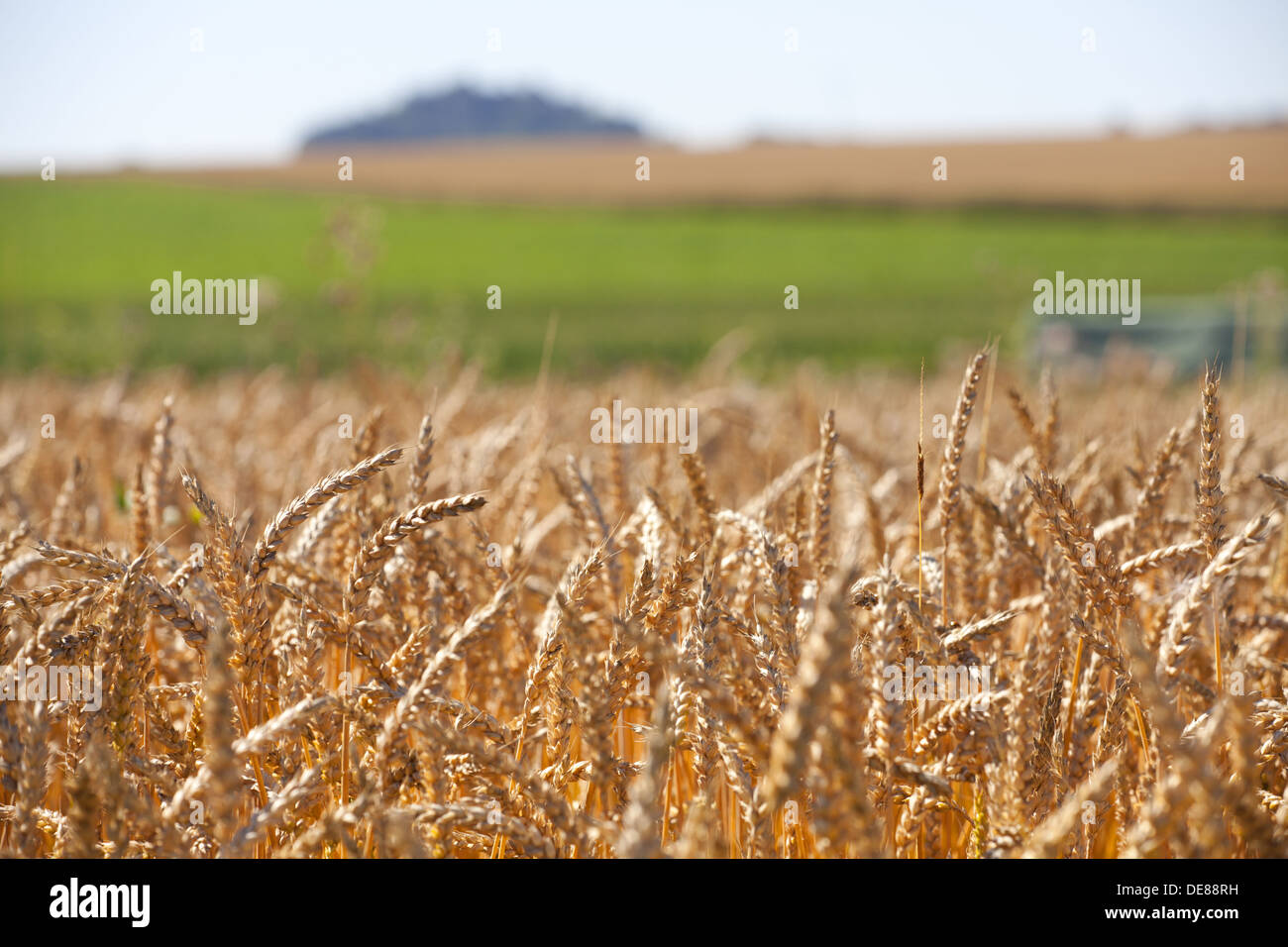 Grain field in summer hi-res stock photography and images - Alamy