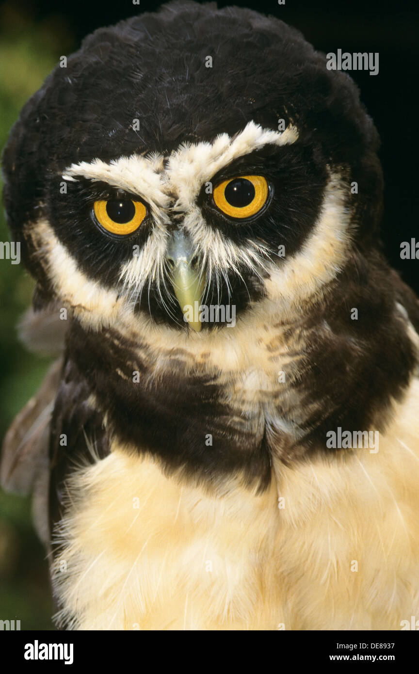 spectacled owl, Brillenkauz, Brillen-Kauz, Portrait, Porträt, Kauz, Käuzchen, Pulsatrix perspicillata Stock Photo