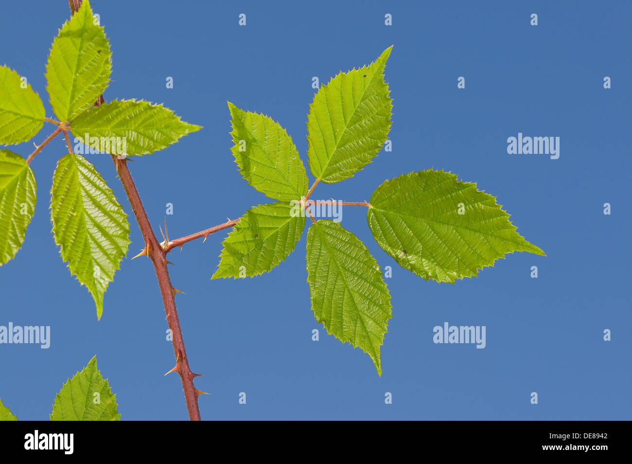 Bramble, blackberry, leaf, Brombeere, Blätter, Blatt, Rubus fruticosus Stock Photo