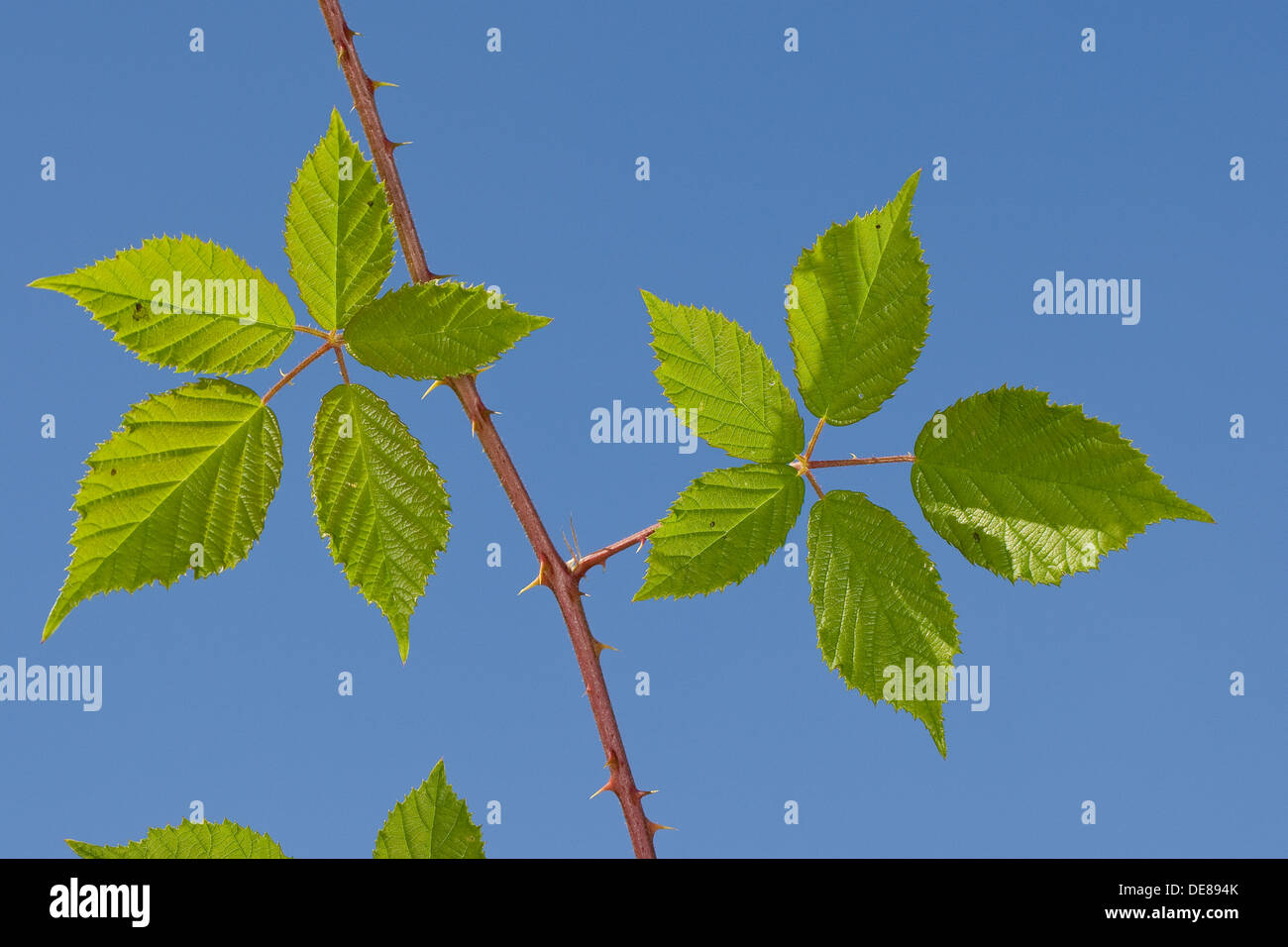 Bramble, blackberry, leaf, Brombeere, Blätter, Blatt, Rubus fruticosus Stock Photo