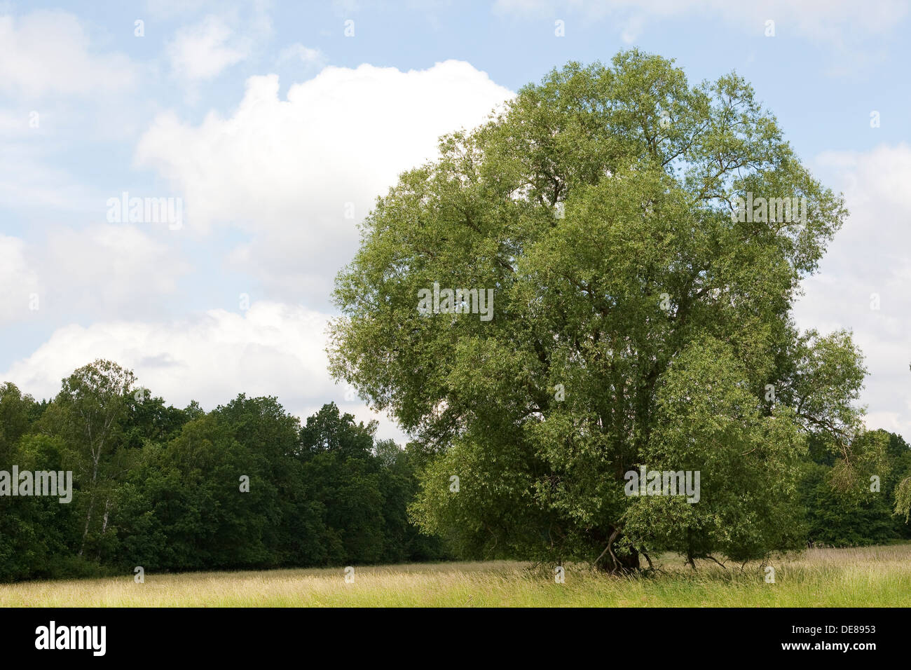 Crack Willow, Bruch-Weide, Bruchweide, Knack-Weide, Knackweide, Weide, Salix fragalis Stock Photo