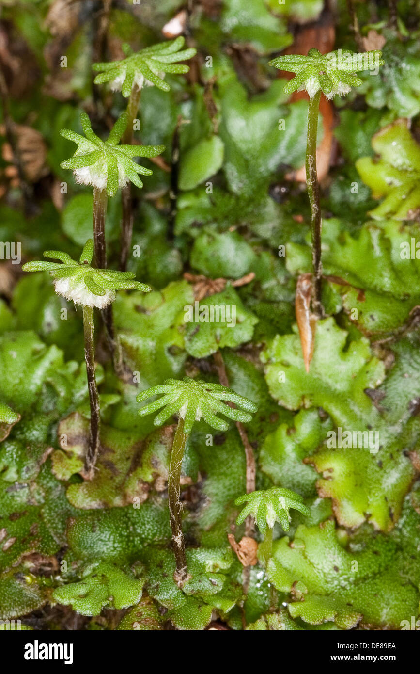 common liverwort, umbrella liverwort, Echtes Brunnenlebermoos, Brunnen-Lebermoos, Lebermoos, Marchantia polymorpha Stock Photo