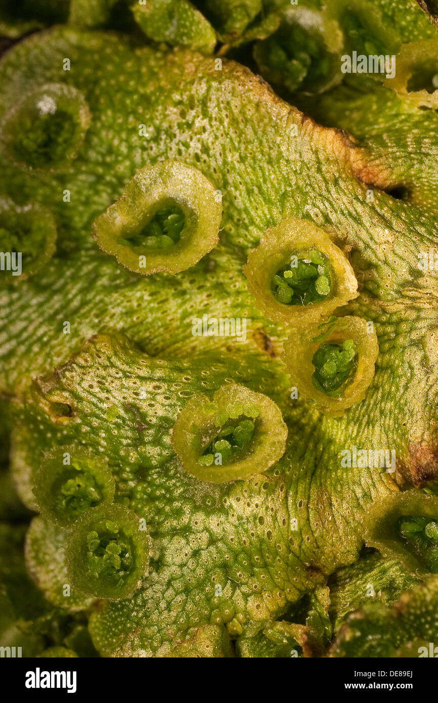 common liverwort, umbrella liverwort, Echtes Brunnenlebermoos, Brunnen-Lebermoos, Lebermoos, Marchantia polymorpha, Brutbecher Stock Photo