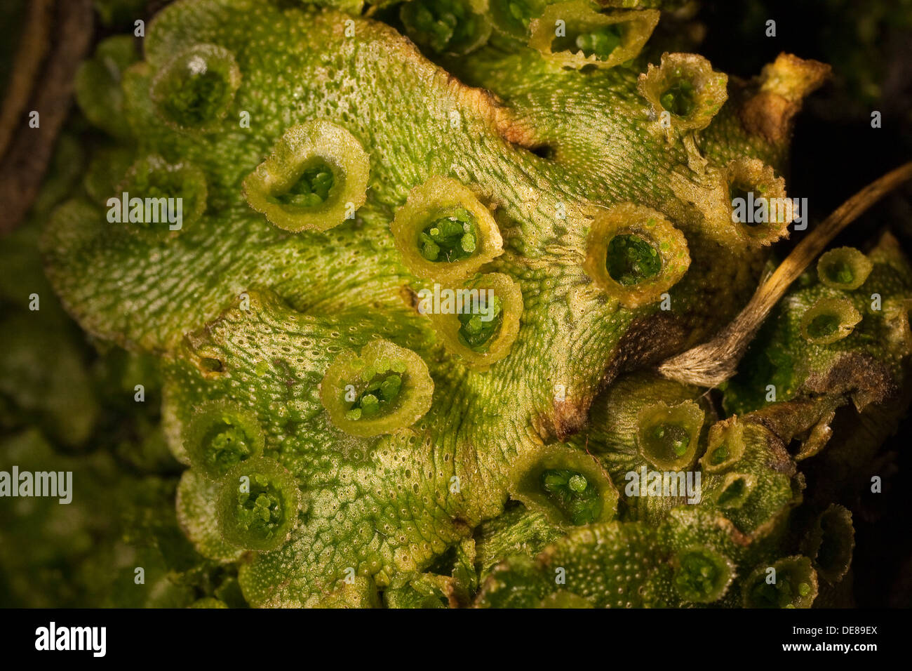 common liverwort, umbrella liverwort, Echtes Brunnenlebermoos, Brunnen-Lebermoos, Lebermoos, Marchantia polymorpha, Brutbecher Stock Photo