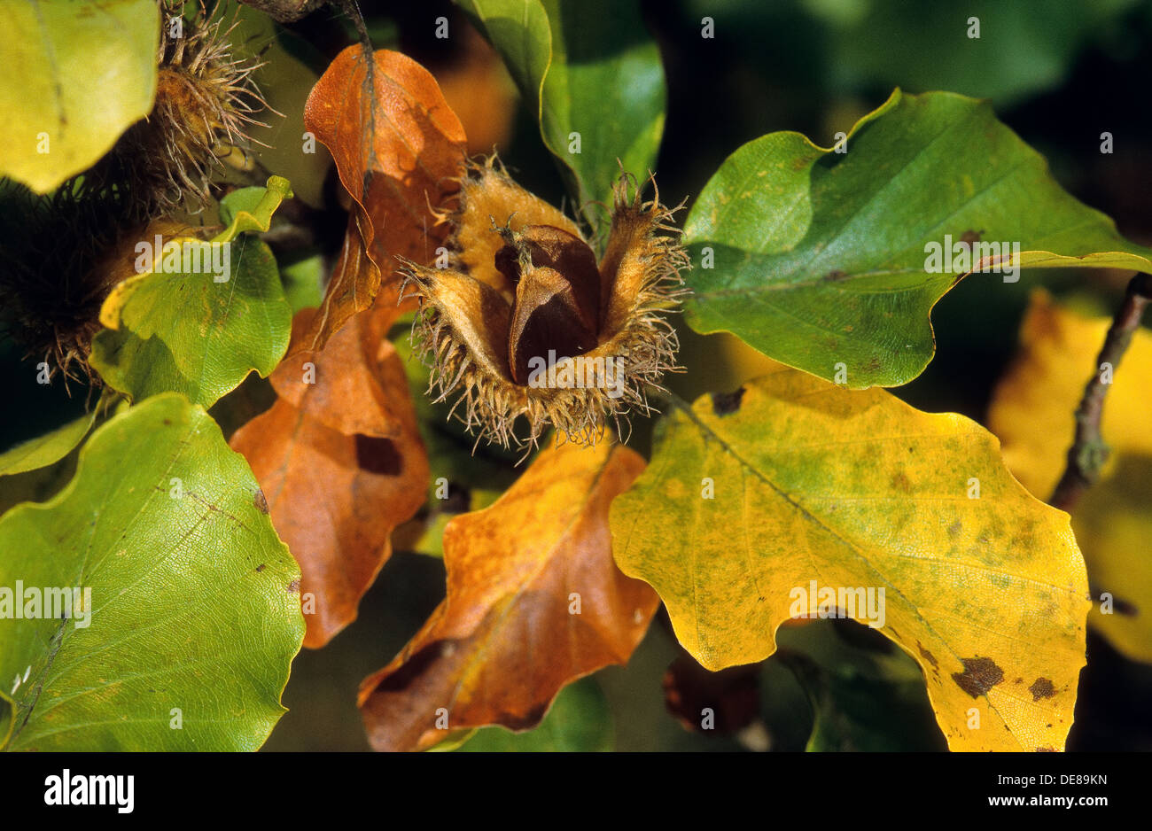 Common Beech, European Beech, beechnut, beechnuts, Fayard, RotBuche