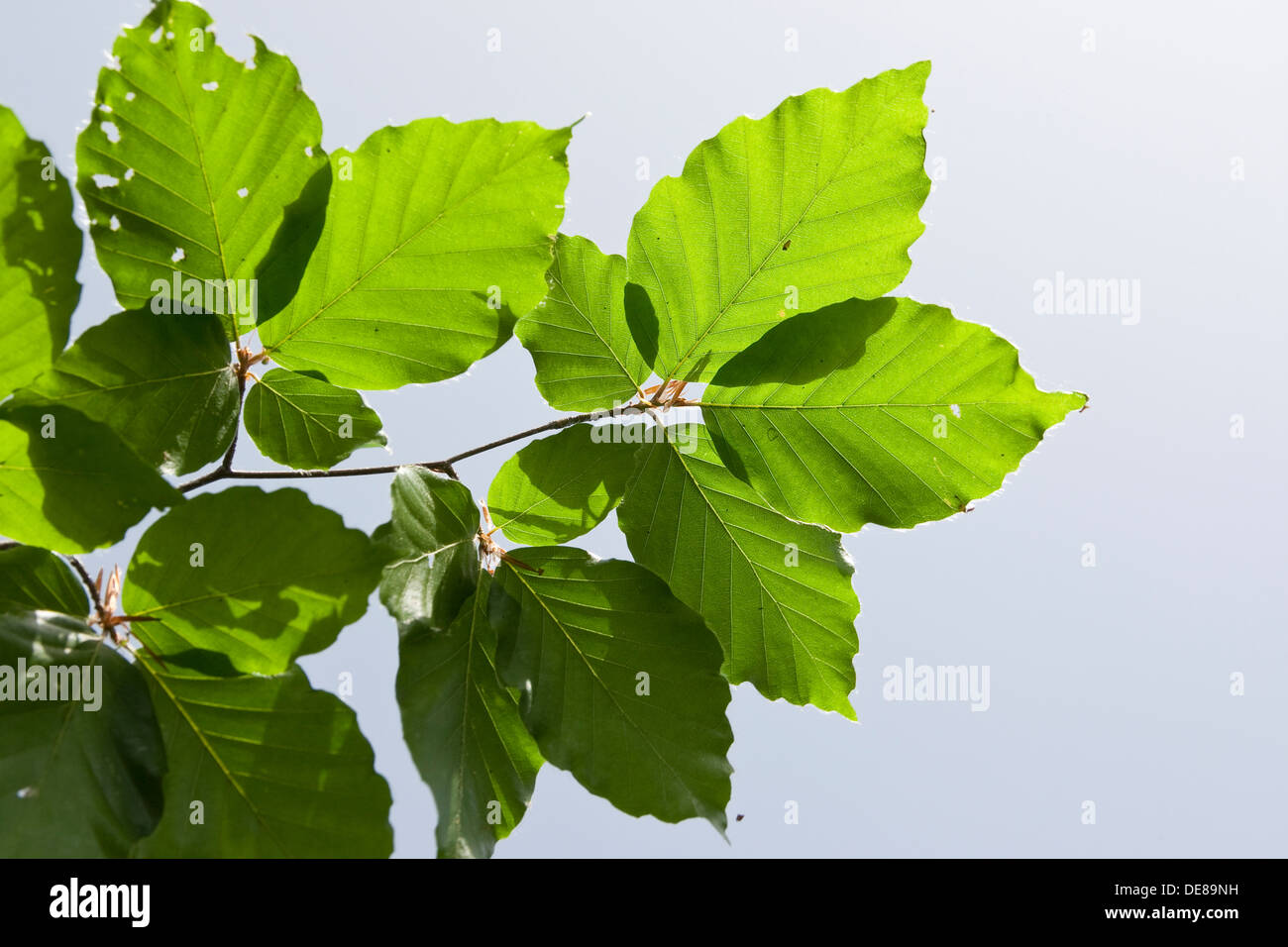 Common Beech, European Beech, leaf, leaves, Fayard, Rot-Buche, Rotbuche, Buche, Blatt, Blätter, Fagus sylvatica, Hêtre commun Stock Photo