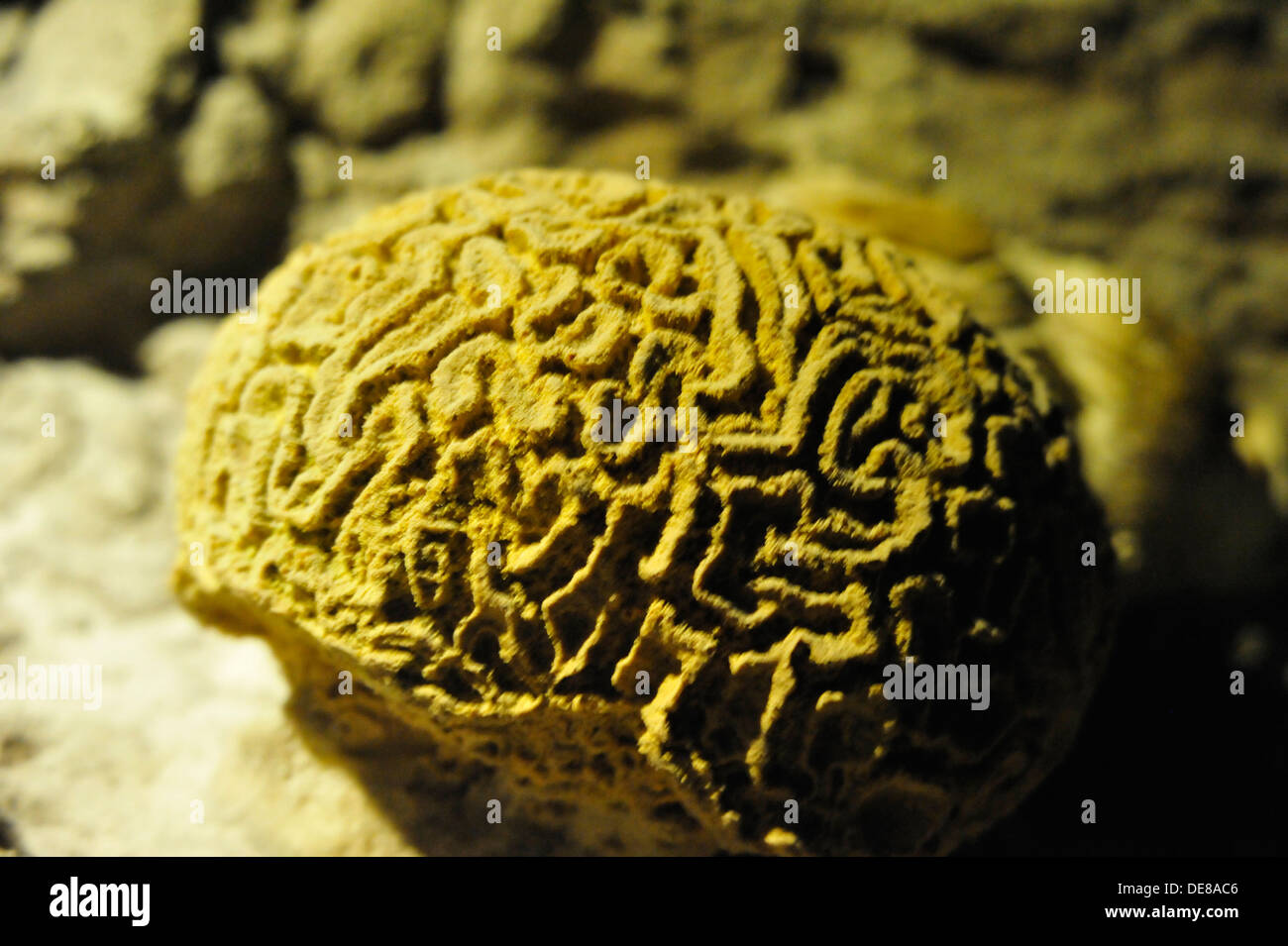 Stone Coral. Stock Photo