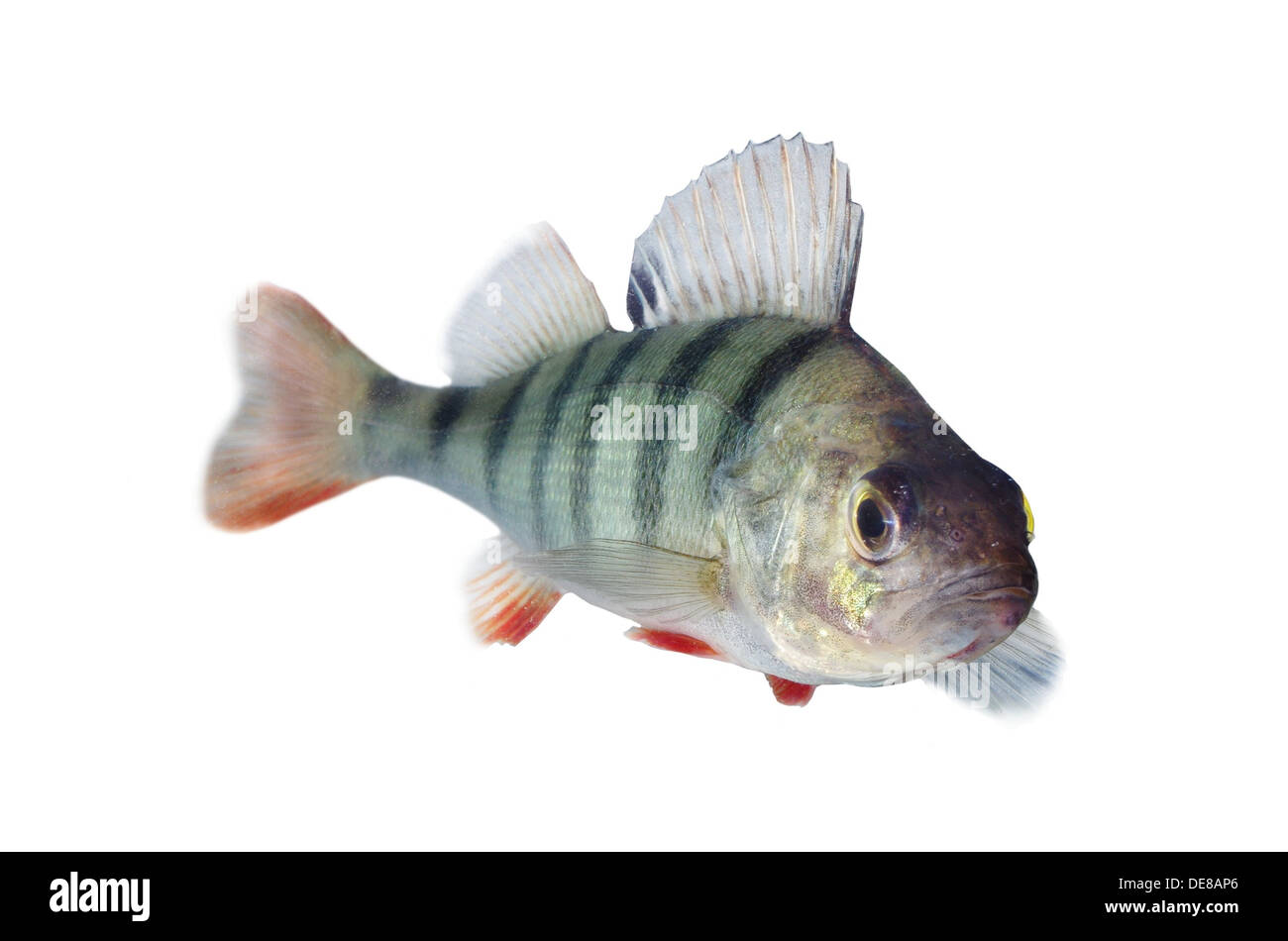 perch isolated on white background Stock Photo - Alamy