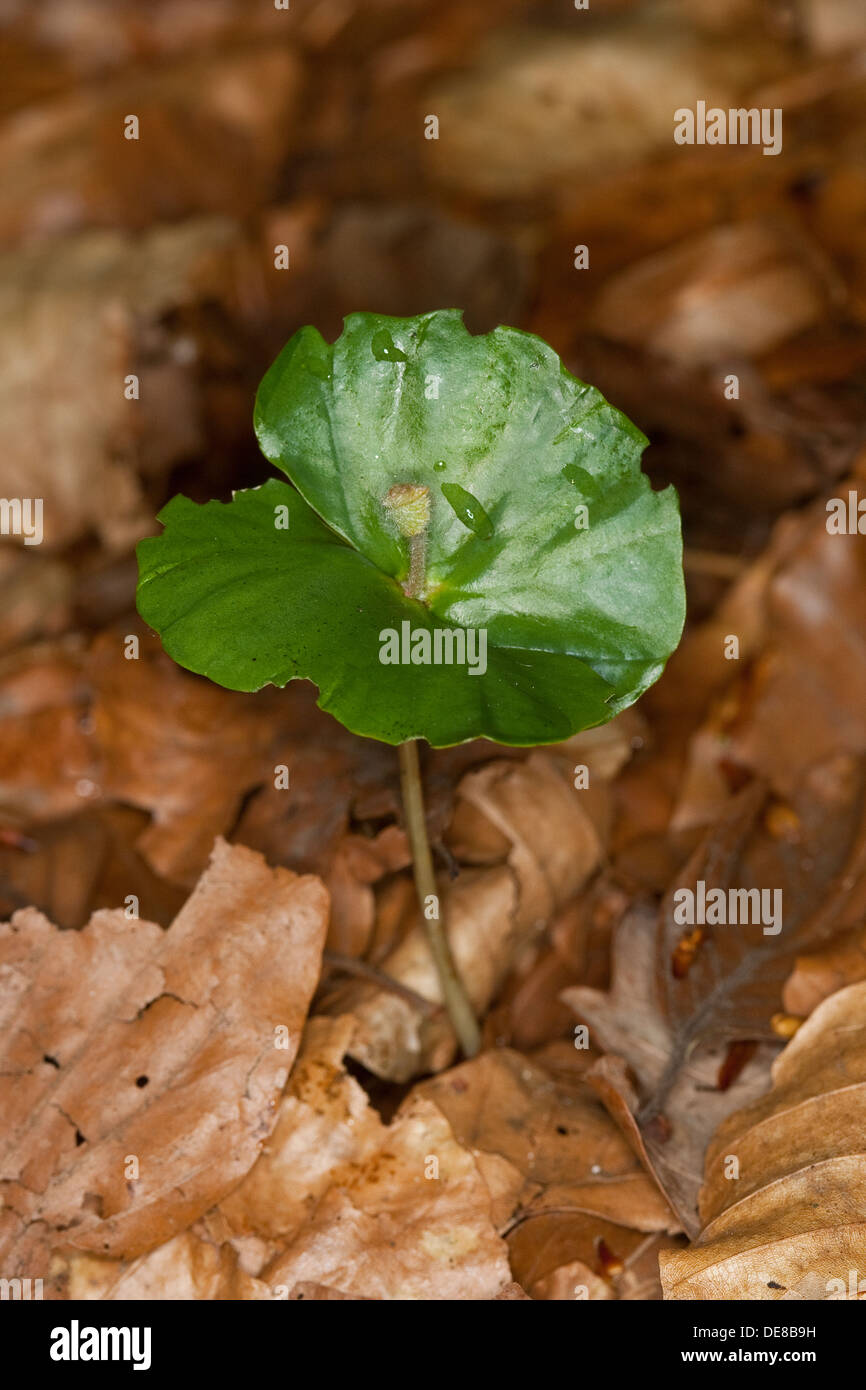 Common Beech, cotyledon, seed leaf, seed leaves, Buchen-Keimling, Keim, Buche, Rotbuche, Fagus sylvatica, Keimblatt, Keimblätter Stock Photo