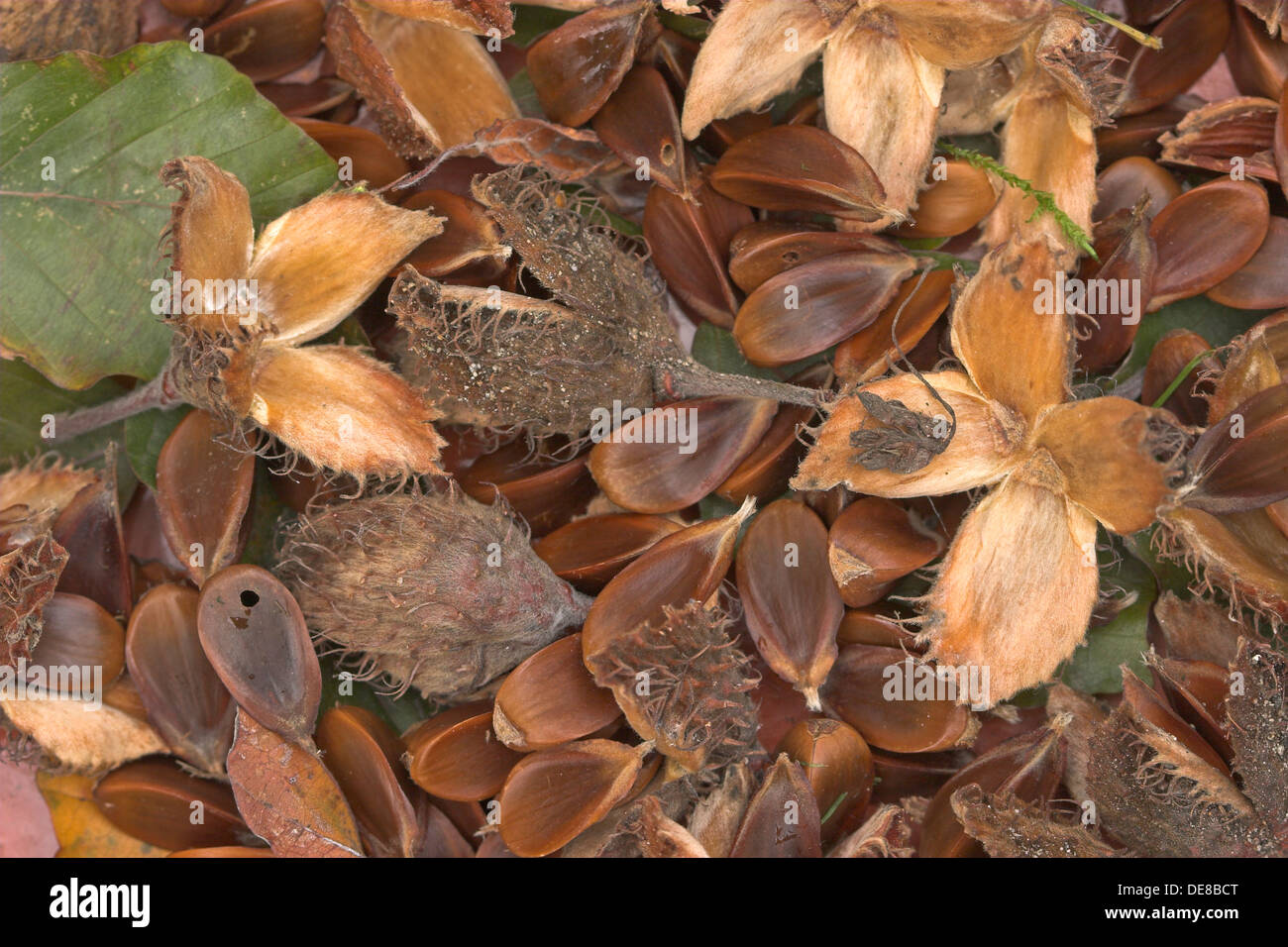 Common Beech, European Beech, beechnut, beechnuts, Fayard, RotBuche