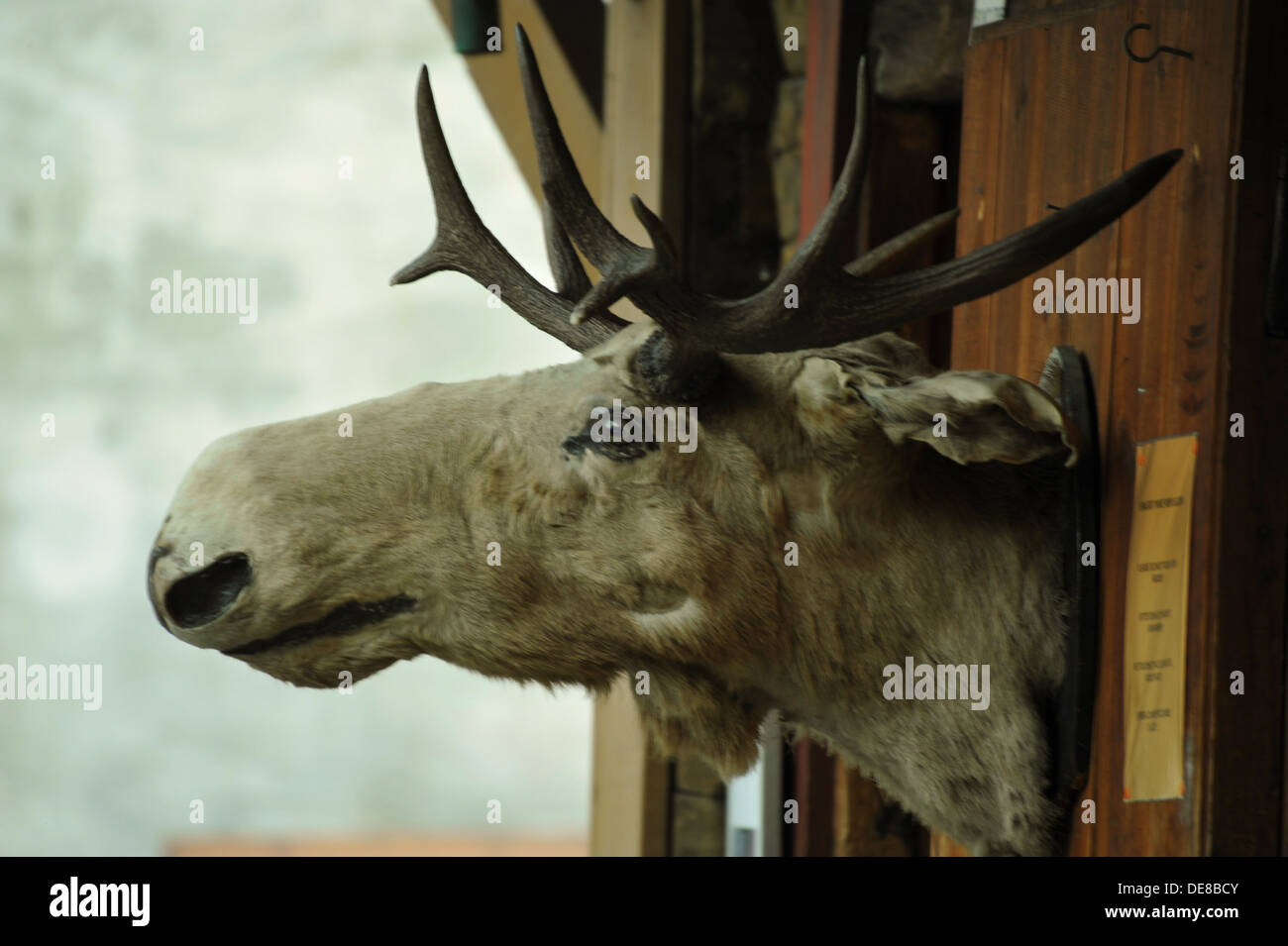 Hunting trophy of Elk, Bergen, Norway. Stock Photo