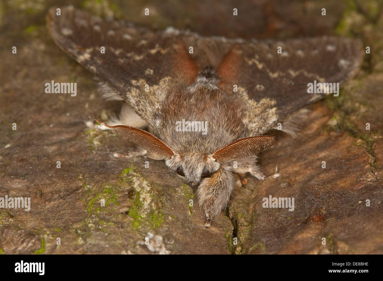 lobster moth, male, Buchen-Zahnspinner, Buchenspinner, Buchen-Spinner ...