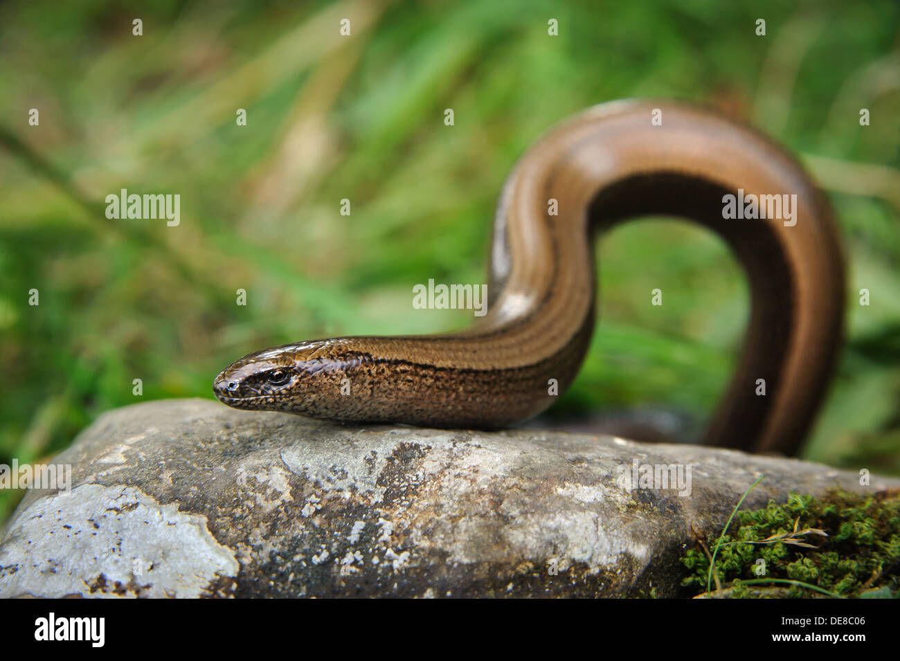 Female slow worm, Cumbria, UK (Anguis Fragilis) Stock Photo