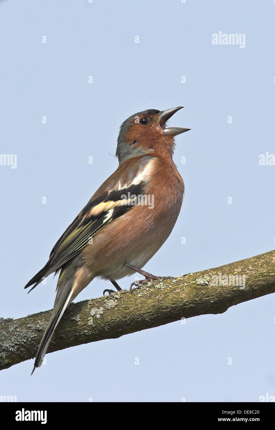 chaffinch, male, Buchfink, Buch-Fink, singendes Männchen, Fringilla coelebs, Pinson des arbres Stock Photo