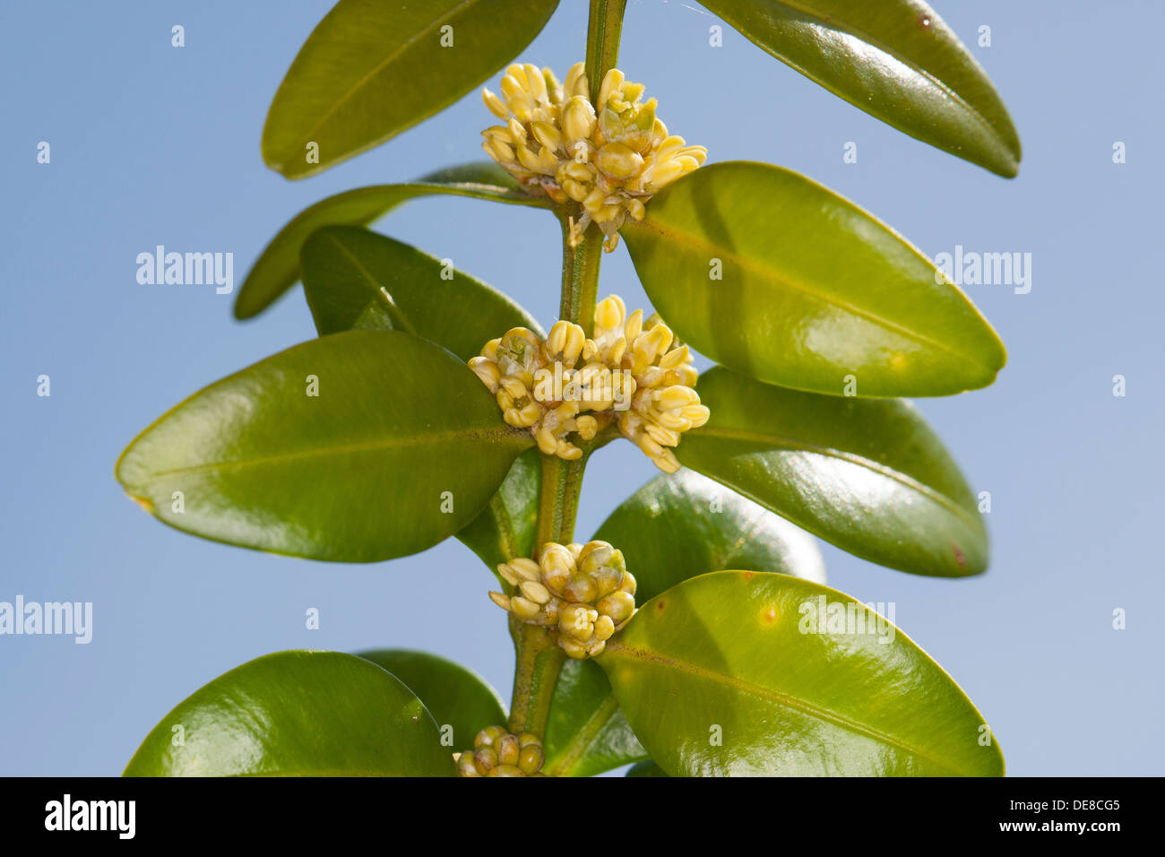 common box, European box, boxwood, Buchsbaum, Buchs, blühend, Buxus sempervirens, buis commun, buis toujours vert Stock Photo