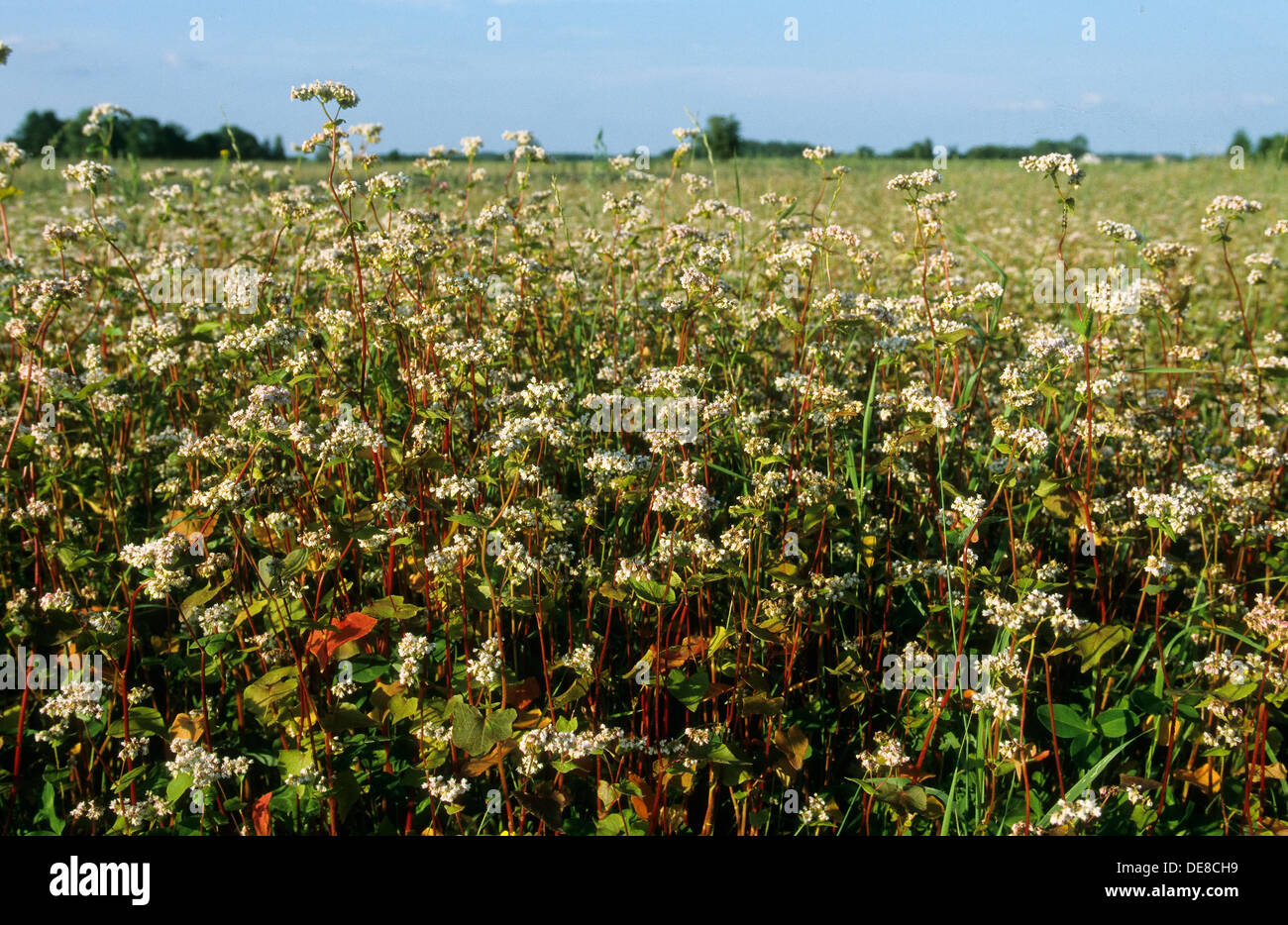 Buckwheat, Echter Buchweizen, Gemeiner Buchweizen, Fagopyrum esculentum