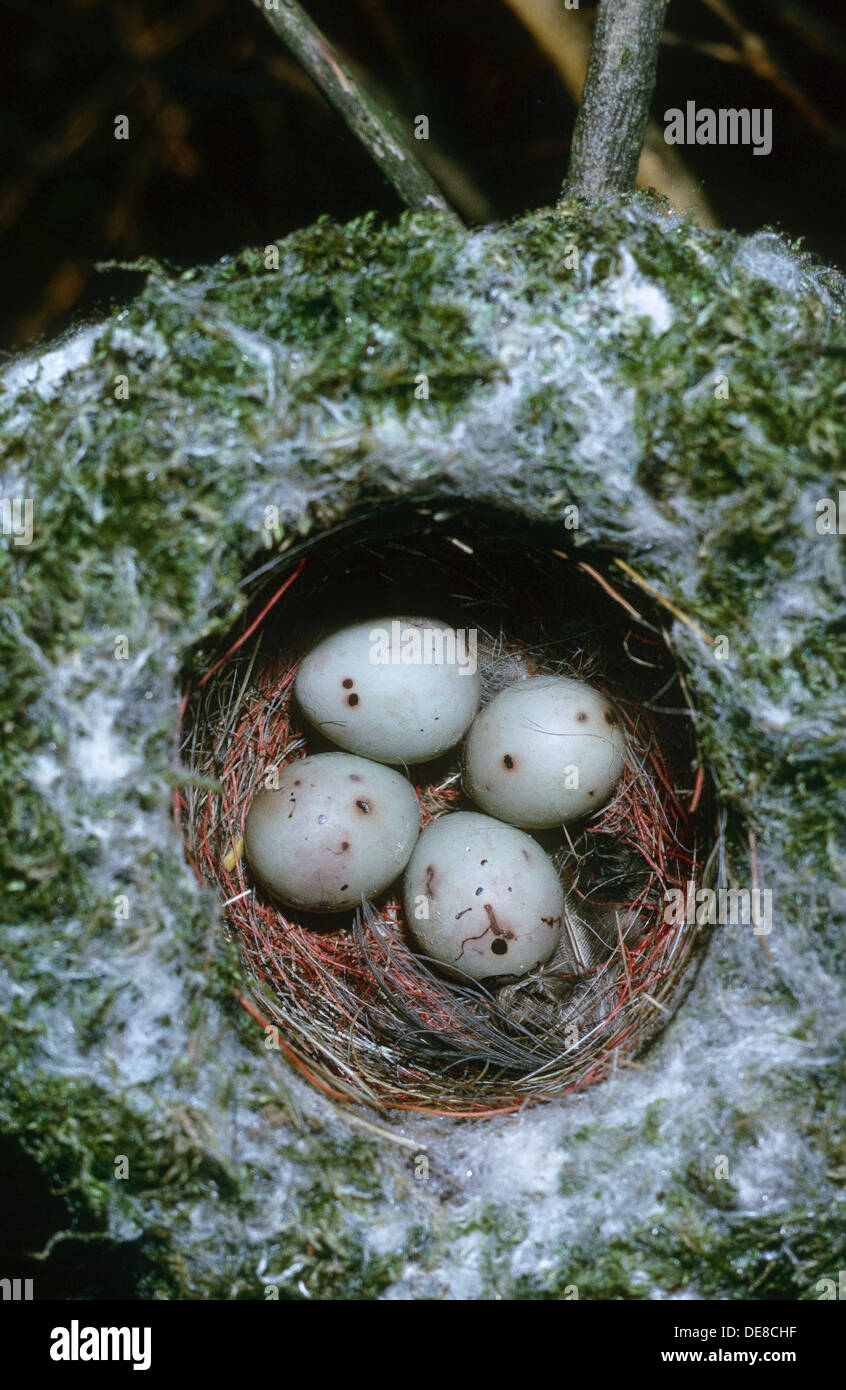 chaffinch, Buchfink, Buch-Fink, Fringilla coelebs, Pinson des arbres, Gelege, Nest, egg, eggs, Eier, Ei Stock Photo