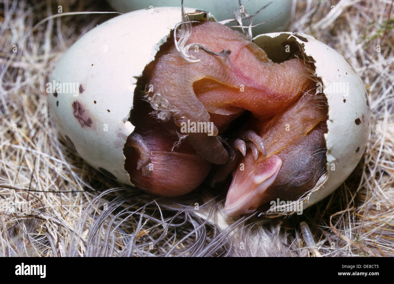 chaffinch, Buchfink, Buch-Fink, Fringilla coelebs, Pinson des arbres, Küken, chick, fledgling, poult, Schlupf, schlüpft aus Ei Stock Photo