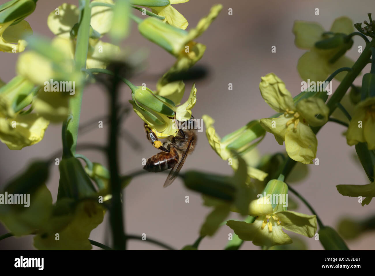 Bee feeding on nectar and collecting pollen from a broccoli flower in an urban garden in Cape Town Stock Photo