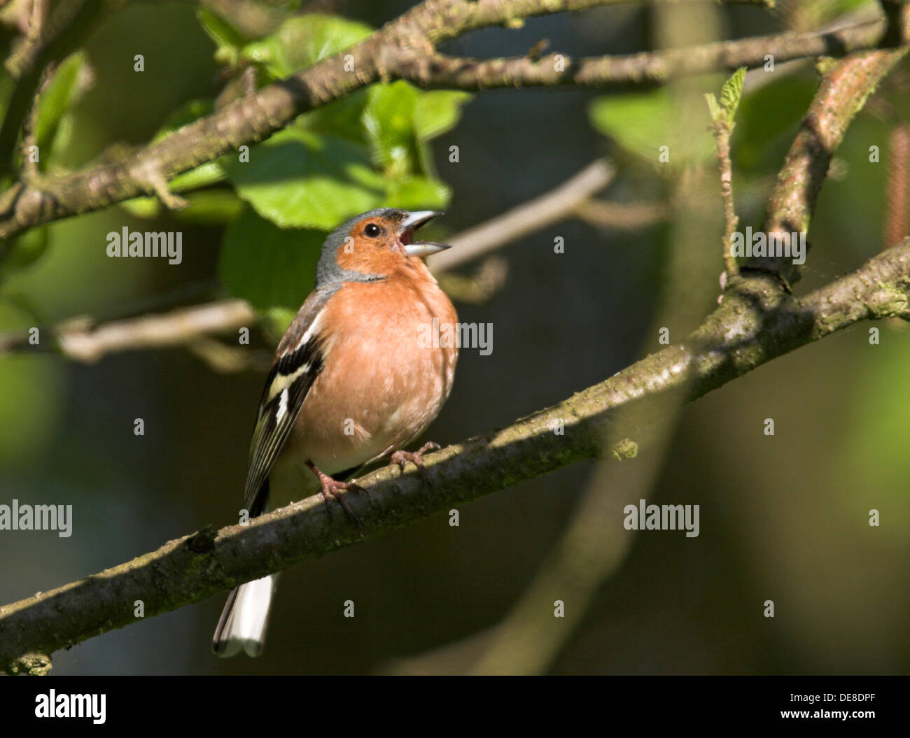 chaffinch, male, Buchfink, Buch-Fink, singendes Männchen, Fringilla coelebs Stock Photo