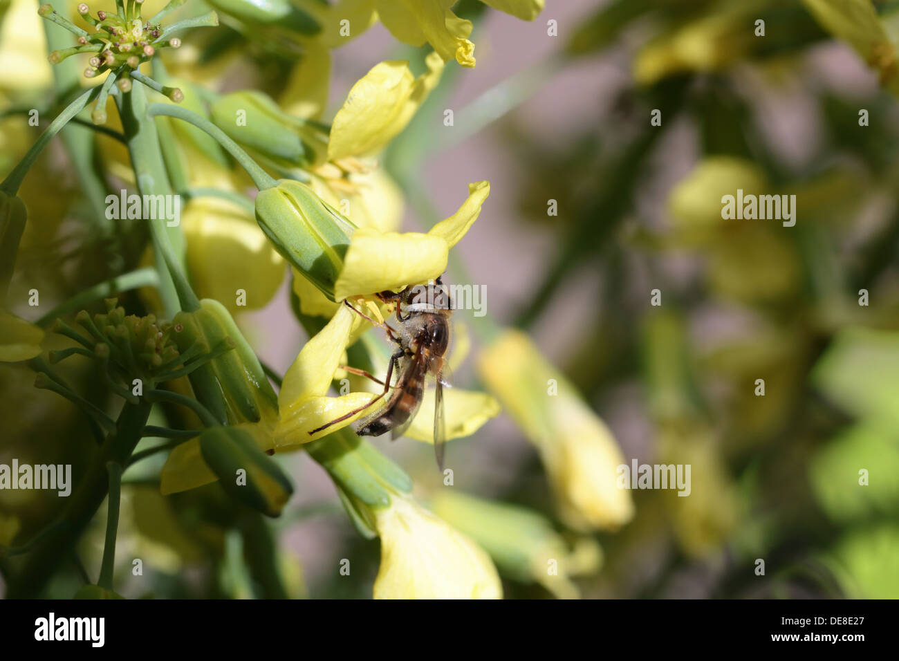 Wasp feeding on the nectar of a broccoli flower in an urban garden in Cape Town Stock Photo