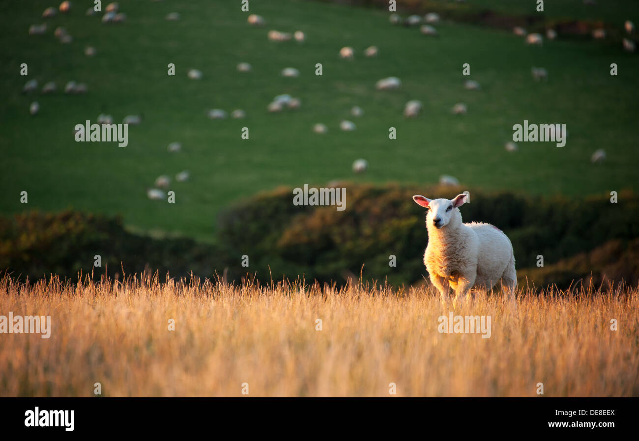Young sheep on Devon coastal Landscape Stock Photo