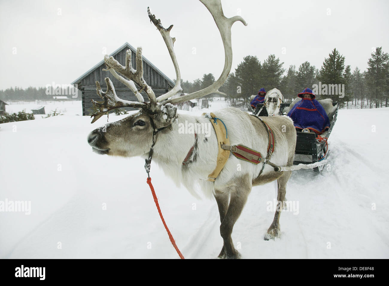 Lapps and reindeer hi-res stock photography and images - Alamy
