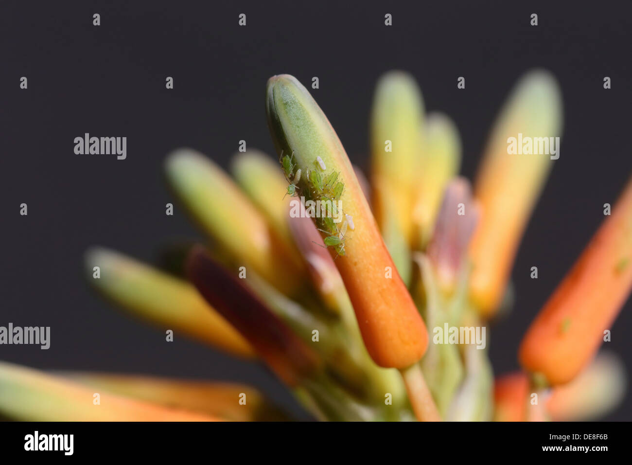 Macro image of aphids on an aloe inflorescence Stock Photo - Alamy